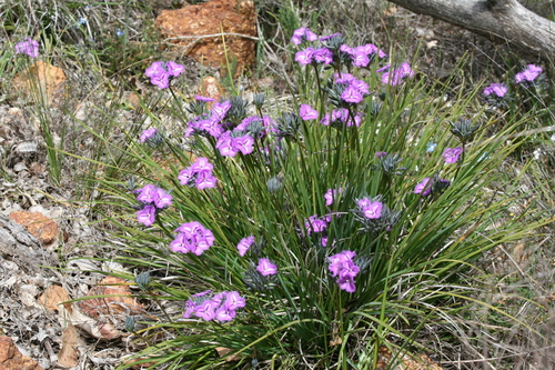 Thysanotus multiflorus (Many-flowered fringed lily) — photo