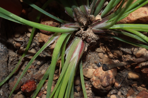Thysanotus multiflorus (Many-flowered fringed lily) — photo