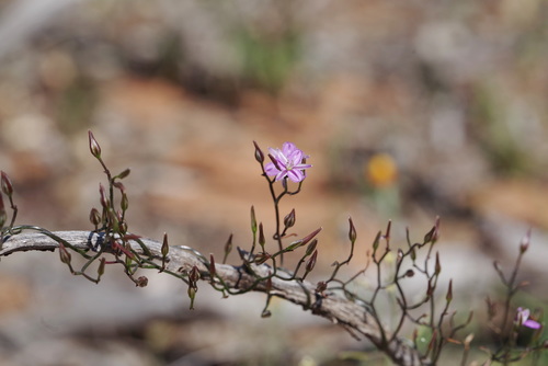 Thysanotus patersonii (Twining fringe-lily) — photo