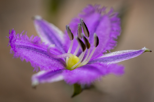 Thysanotus patersonii (Twining fringe-lily) — photo