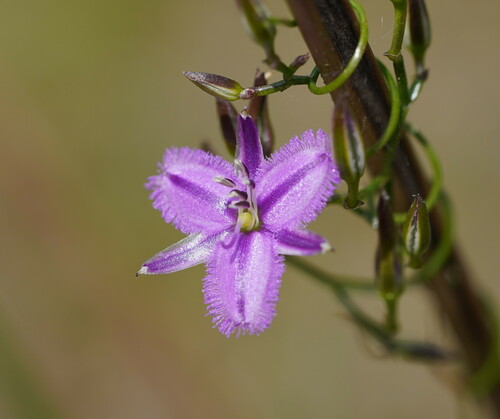 Thysanotus patersonii