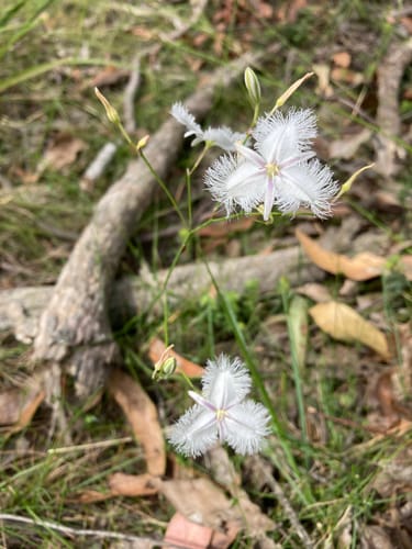 Thysanotus tuberosus (Common fringe-lily) — photo