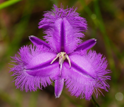 Thysanotus tuberosus