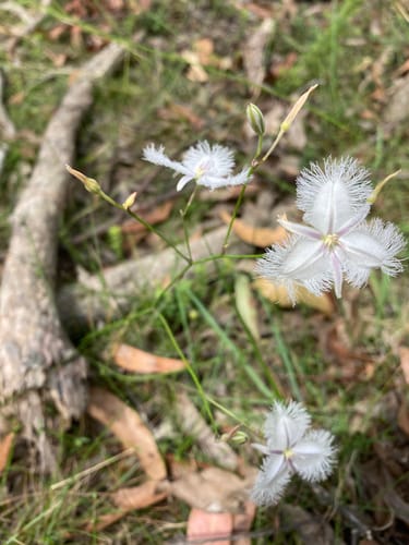 Thysanotus tuberosus (Common fringe-lily) — photo