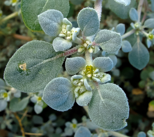 Tidestromia lanuginosa — photo