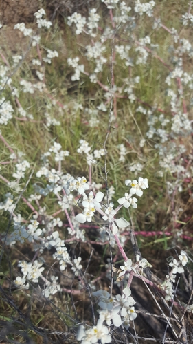 Tidestromia lanuginosa — photo