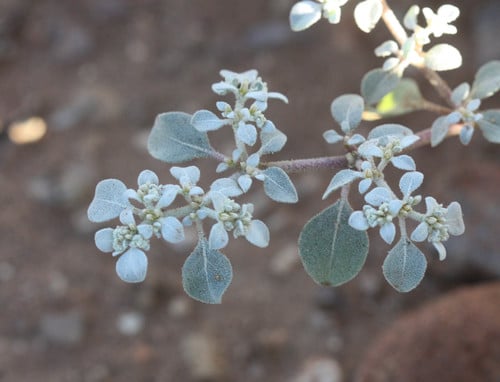 Tidestromia lanuginosa