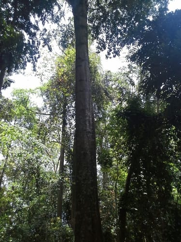 Tieghemella heckelii (African mahogany) — photo