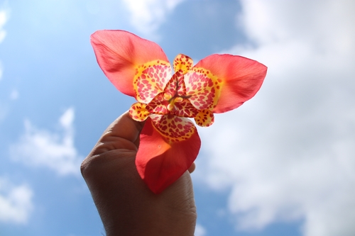 Tigridia pavonia (Tiger flower) — photo