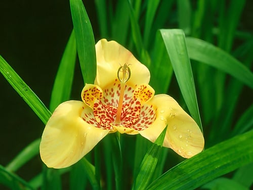 Tigridia pavonia (Tiger flower) — photo