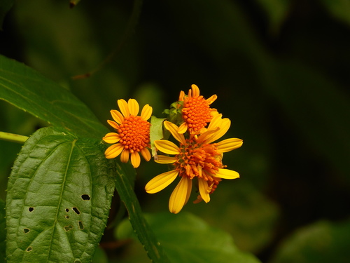 Tilesia baccata