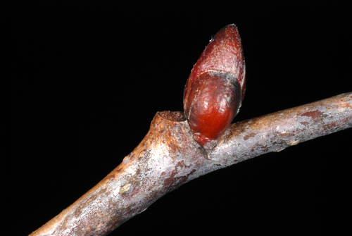 Tilia americana (American Lime) — photo