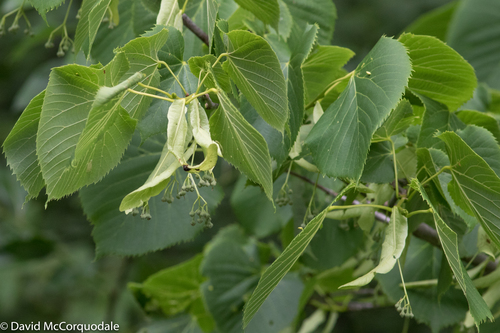 Tilia americana (American Lime) — photo