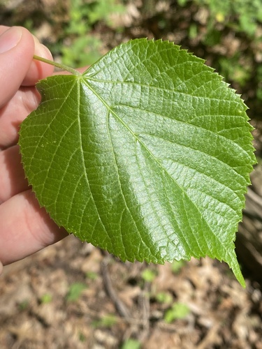 Tilia americana var. heterophylla (White basswood) — photo