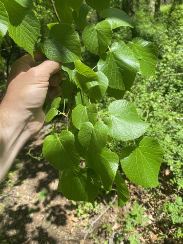 Tilia americana var. heterophylla (White basswood) — photo