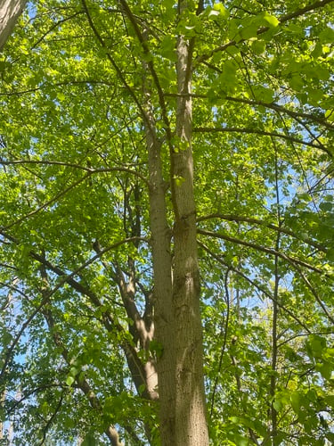 Tilia americana var. heterophylla