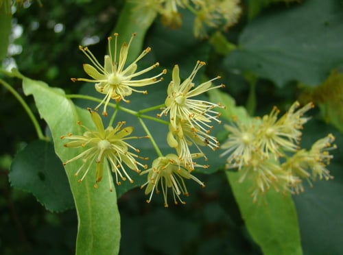 American Lime