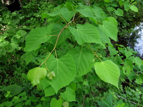 Tilia amurensis (Amur linden) — photo