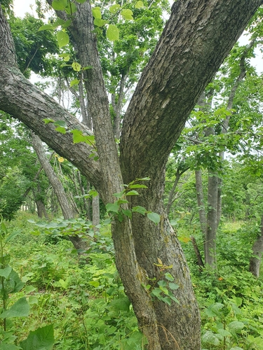 Tilia amurensis (Amur linden) — photo