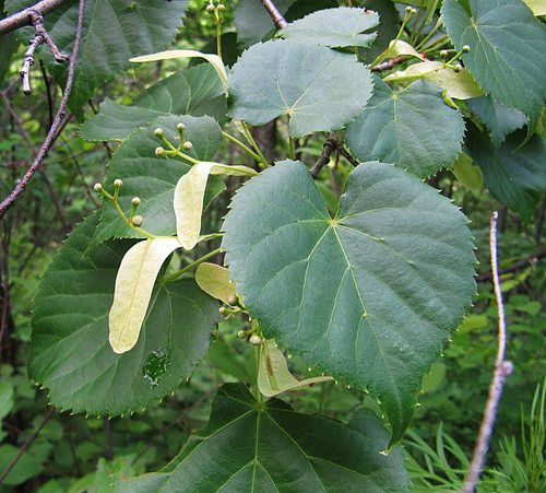 Tilia amurensis