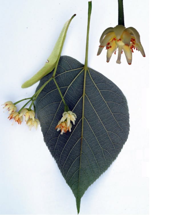 Tilia chinensis — photo