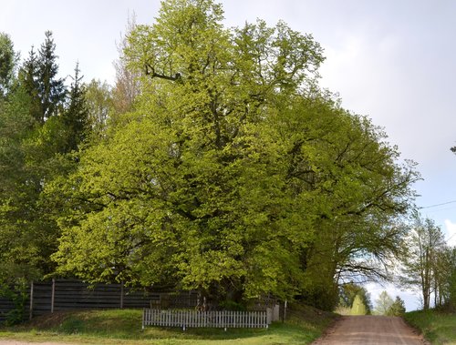 Tilia cordata (Small-leaved lime) — photo