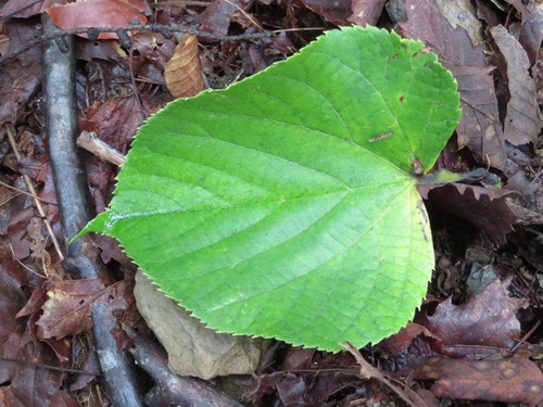 Tilia japonica (Japanese lime) — photo