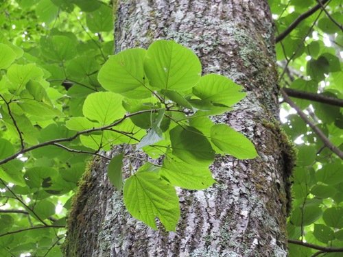 Tilia japonica (Japanese lime) — photo