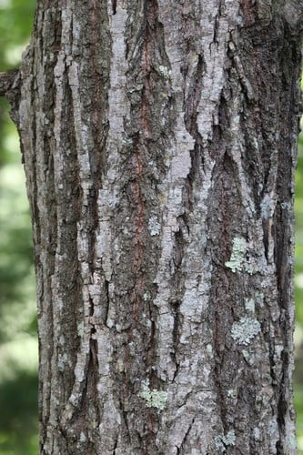 Tilia mandshurica (Liaoning Tilia) — photo