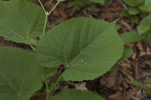 Tilia mandshurica (Liaoning Tilia) — photo