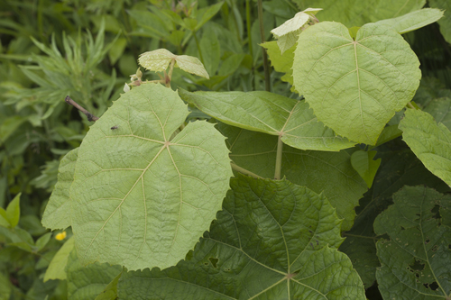 Tilia mandshurica