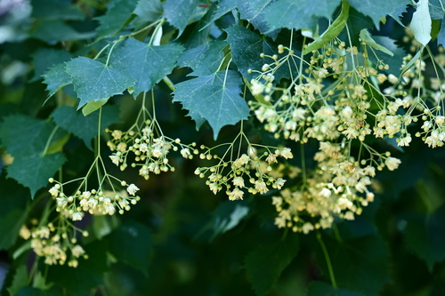 Tilia mongolica (Mongolian lime) — photo