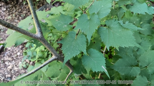 Tilia mongolica (Mongolian lime) — photo