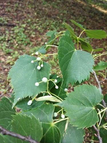 Tilia mongolica