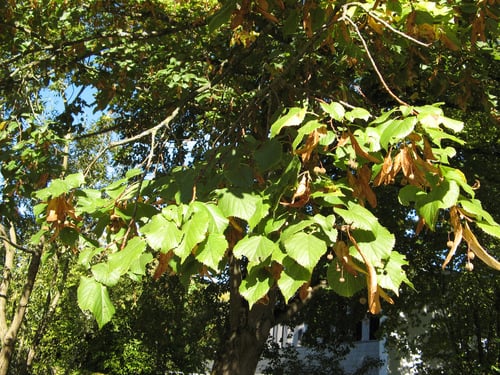 Tilia platyphyllos (Large leaved lime) — photo