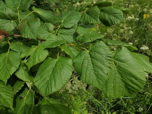 Tilia platyphyllos (Large leaved lime) — photo