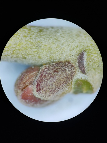 Tilia tomentosa (Silver lime) — photo