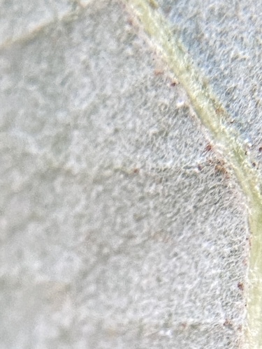 Tilia tomentosa (Silver lime) — photo