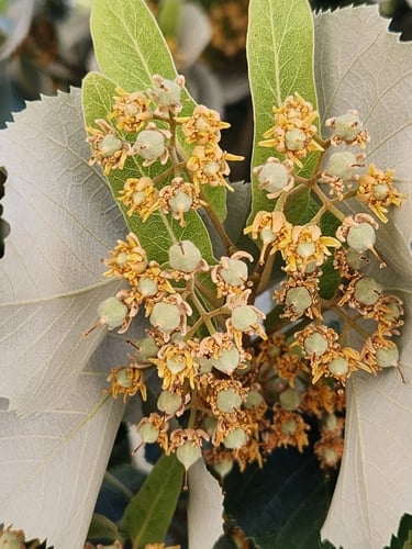 Tilia tomentosa