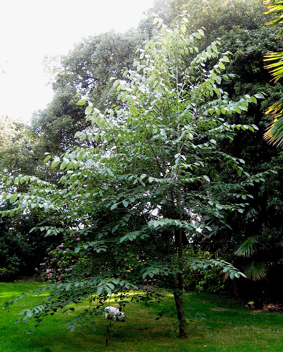 Tilia tuan