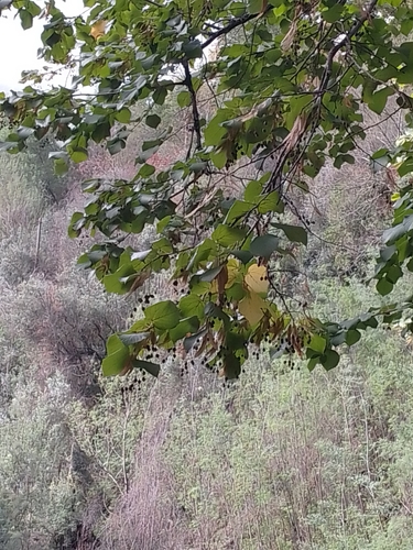 Tilia x europaea (Common lime) — photo