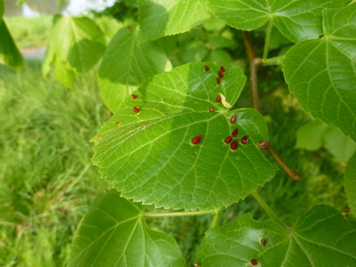 Tilia x europaea