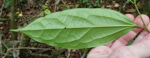 Tiliacora leonensis — photo