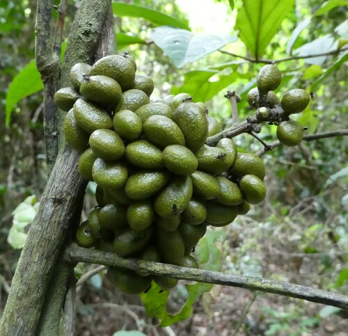Tiliacora leonensis