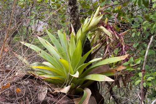 Tillandsia australis — photo