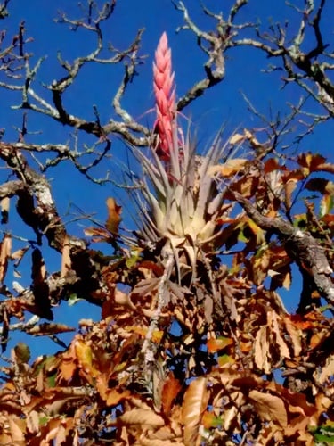 Tillandsia bourgaei — photo