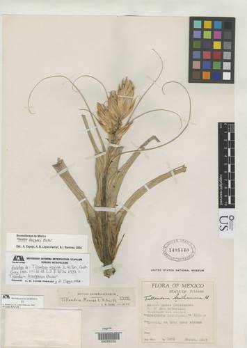 Tillandsia bourgaei — photo