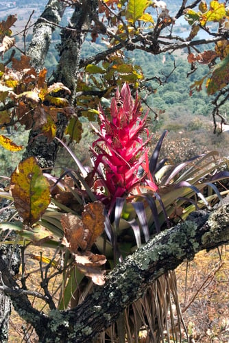 Tillandsia bourgaei