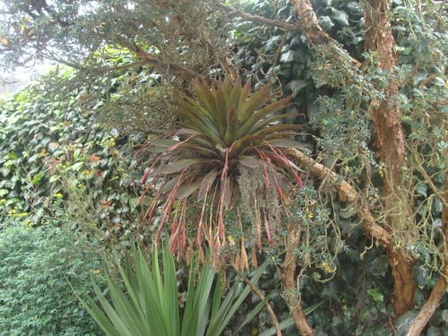 Tillandsia complanata — photo