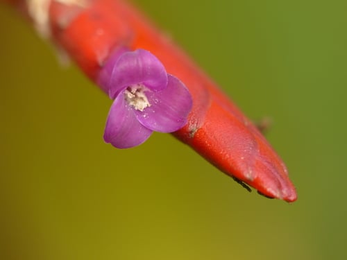 Tillandsia complanata